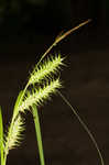 Giant sedge